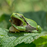 Tree frogs
